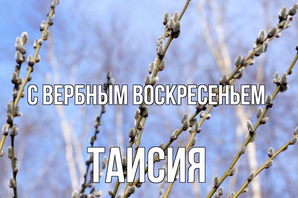 Открытка на каждый день с именем, Таисия С вербным воскресеньем верба Прикольная открытка с пожеланием онлайн скачать бесплатно 