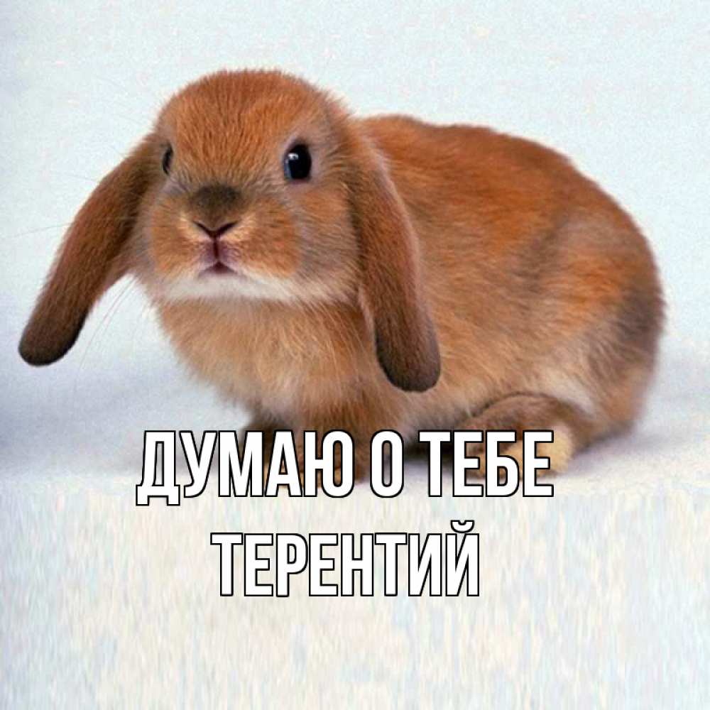 Открытка на каждый день с именем, Терентий Думаю о тебе кроль коричневый Прикольная открытка с пожеланием онлайн скачать бесплатно 
