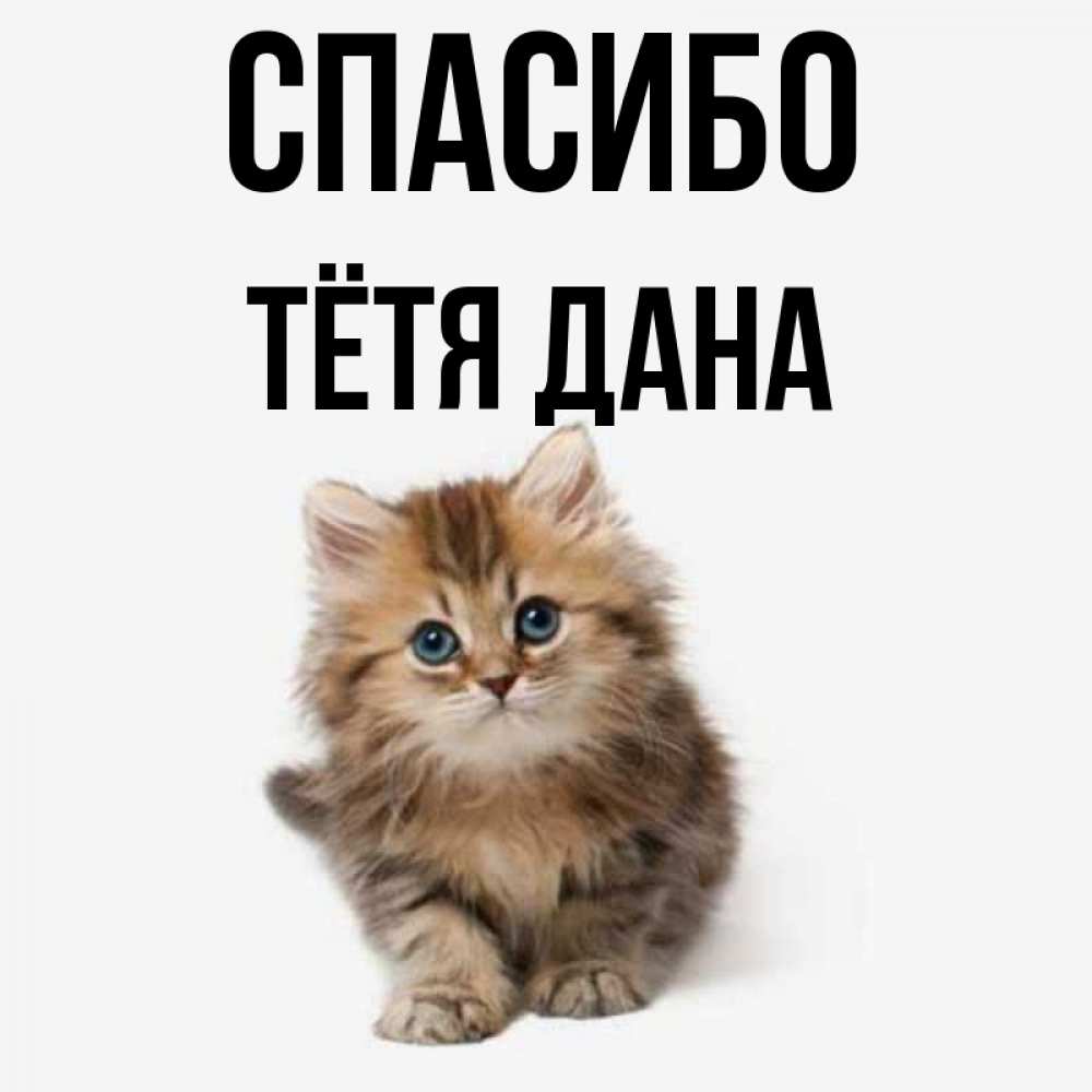 Открытка на каждый день с именем, Тётя-Дана Спасибо пушистый котик Прикольная открытка с пожеланием онлайн скачать бесплатно 