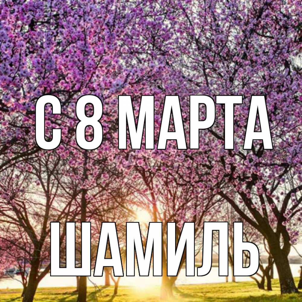 Открытка на каждый день с именем, Шамиль С 8 МАРТА международный женский день Прикольная открытка с пожеланием онлайн скачать бесплатно 