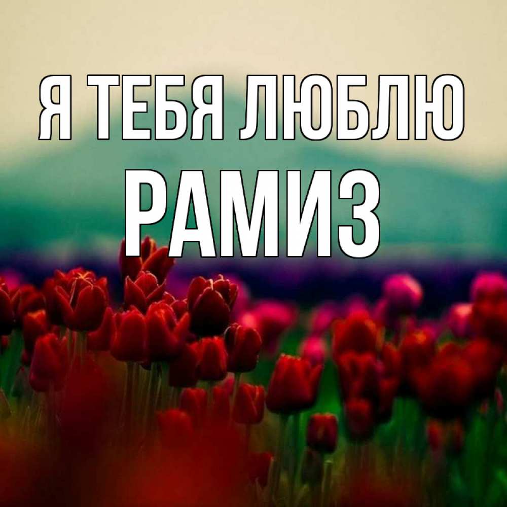Открытка на каждый день с именем, Рамиз Я тебя люблю тюльпаны 4 Прикольная открытка с пожеланием онлайн скачать бесплатно 