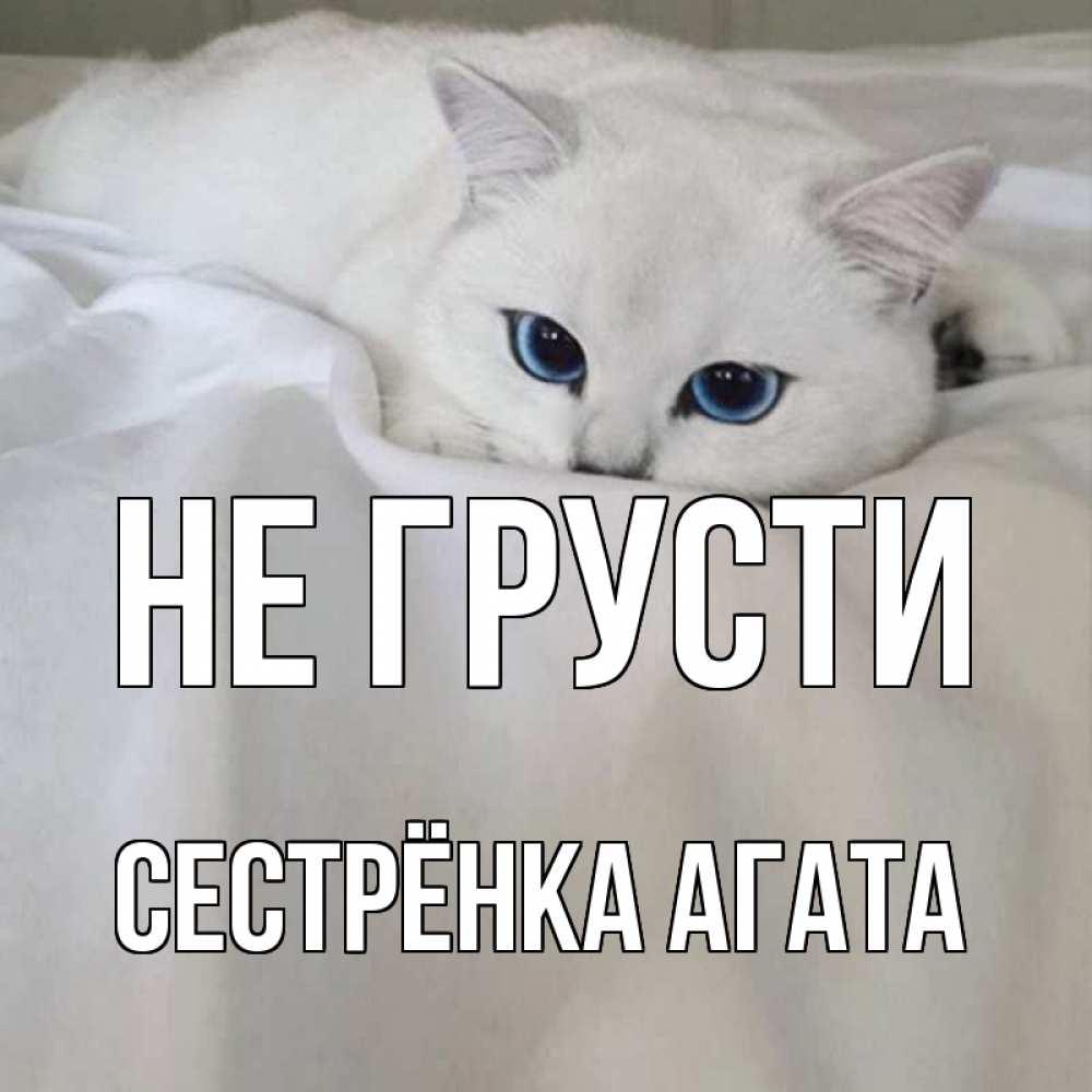Открытка на каждый день с именем, Сестрёнка-Агата Не грусти белый кот с голубыми глазами на белоснежной кровати Прикольная открытка с пожеланием онлайн скачать бесплатно 