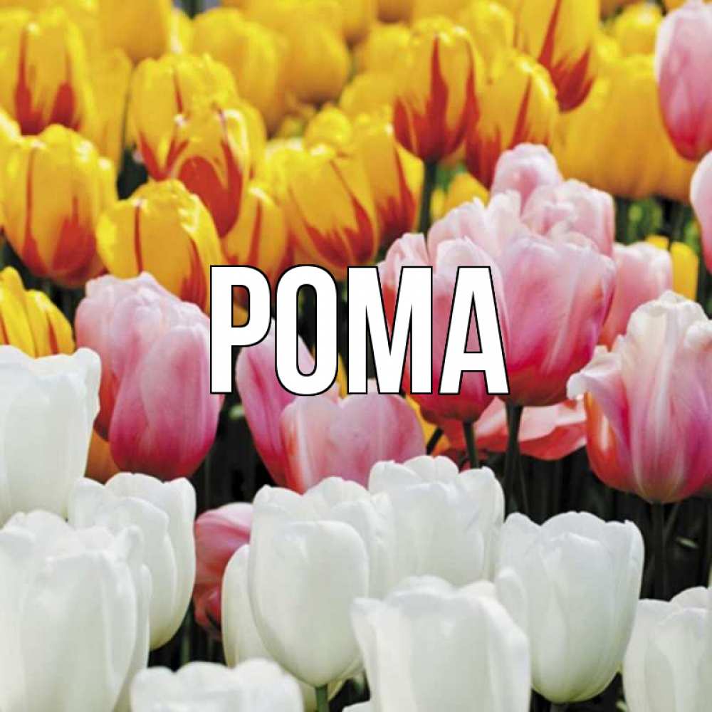 Открытка на каждый день с именем, Рома Главная разноцветные цветы Прикольная открытка с пожеланием онлайн скачать бесплатно 