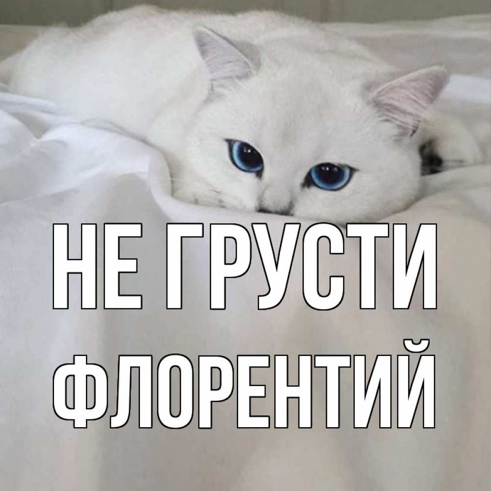 Открытка на каждый день с именем, Флорентий Не грусти белый кот с голубыми глазами на белоснежной кровати Прикольная открытка с пожеланием онлайн скачать бесплатно 