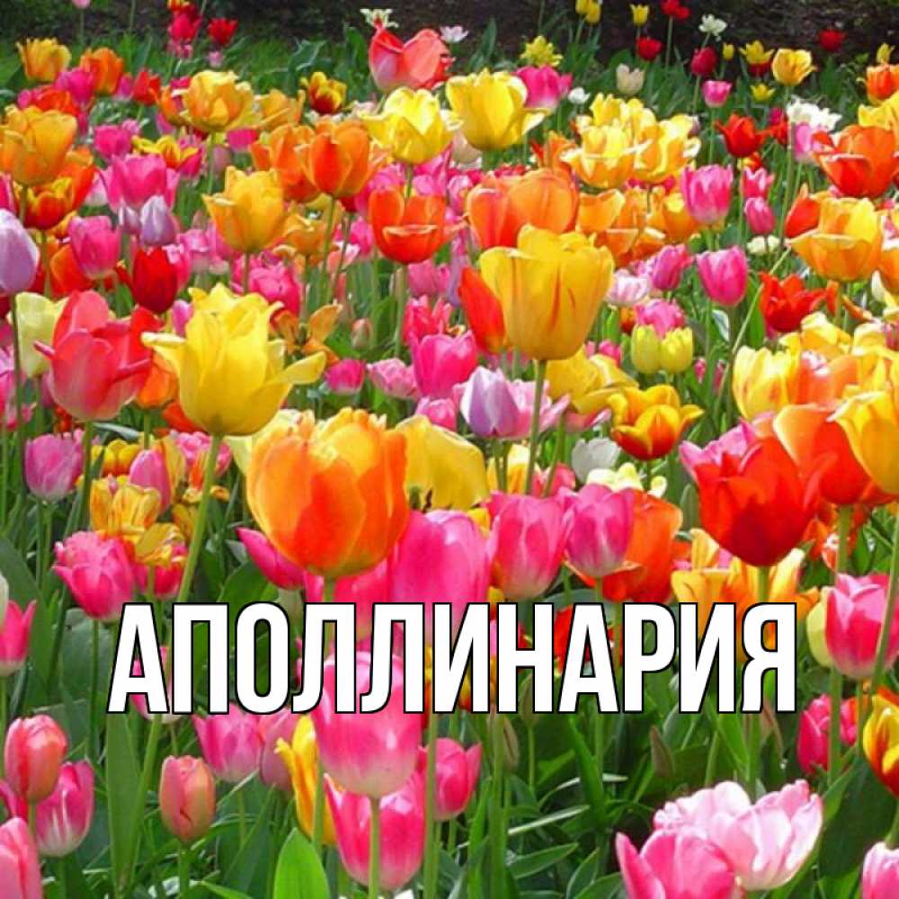 Открытка на каждый день с именем, Аполлинария Главная на международный женский день Прикольная открытка с пожеланием онлайн скачать бесплатно 