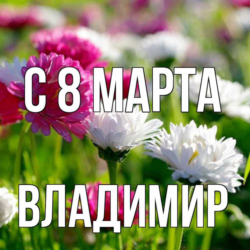 Открытка на каждый день с именем, Владимир С 8 МАРТА международный женский день 1 Прикольная открытка с пожеланием онлайн скачать бесплатно 