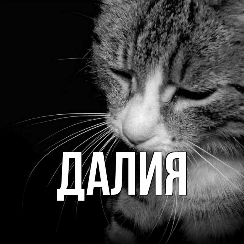 Открытка на каждый день с именем, Далия Главная грустный котик Прикольная открытка с пожеланием онлайн скачать бесплатно 