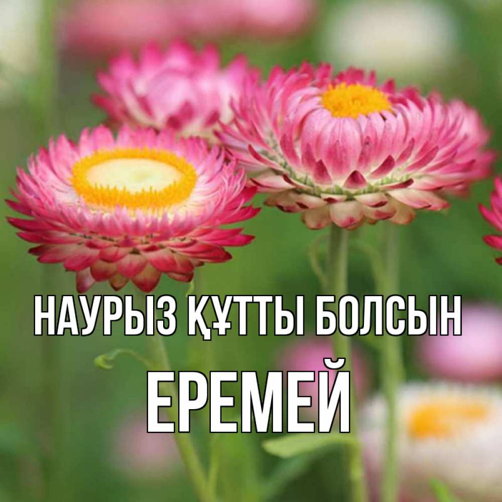 Открытка на каждый день с именем, Еремей Наурыз құтты болсын подарок на международный женский день Прикольная открытка с пожеланием онлайн скачать бесплатно 