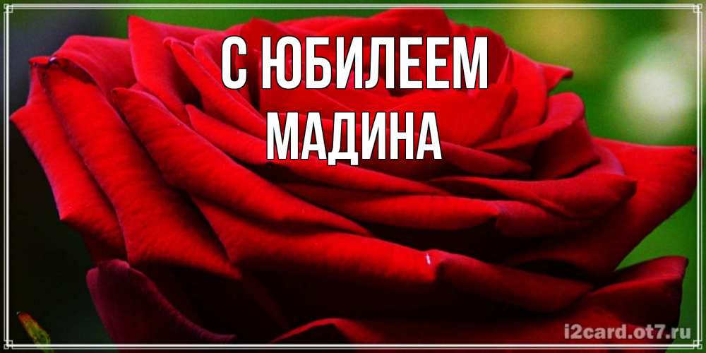 Открытка на каждый день с именем, Мадина С юбилеем розочка очень красивая Прикольная открытка с пожеланием онлайн скачать бесплатно 
