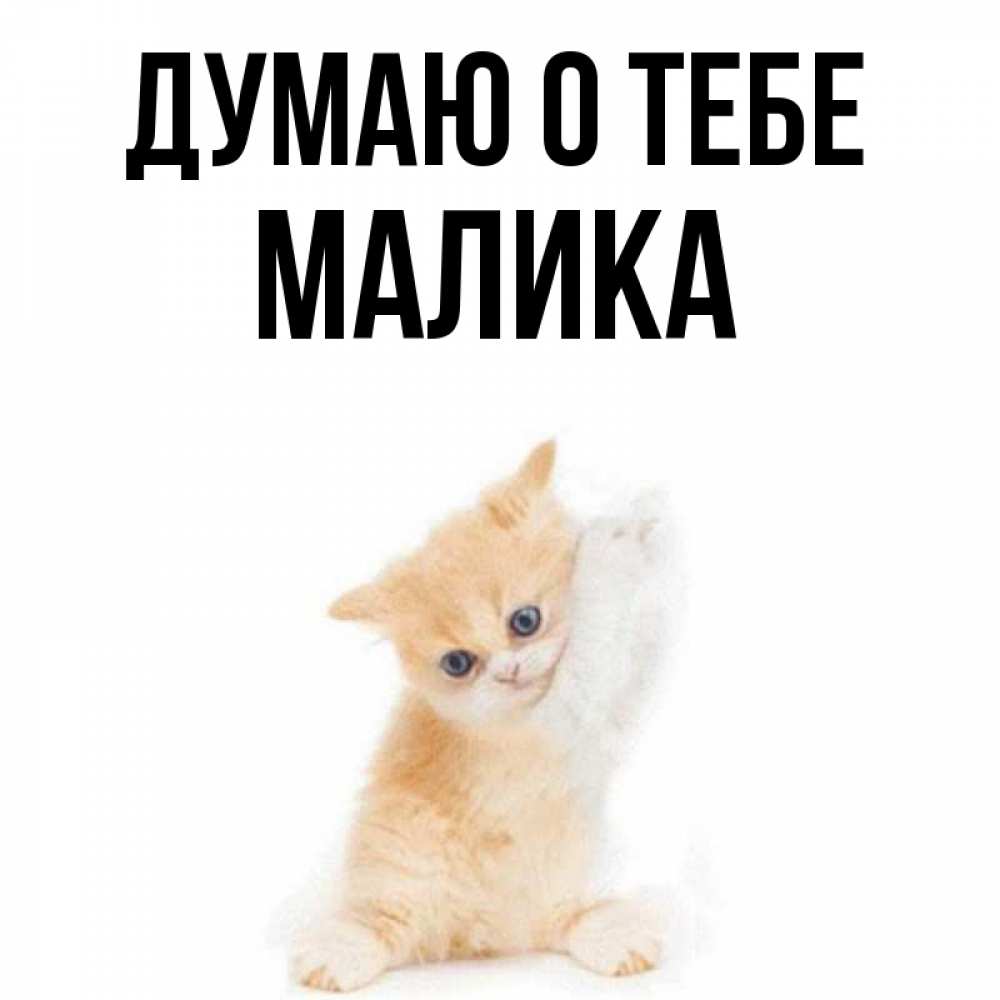 Открытка на каждый день с именем, Малика Думаю о тебе зверушки и милота Прикольная открытка с пожеланием онлайн скачать бесплатно 