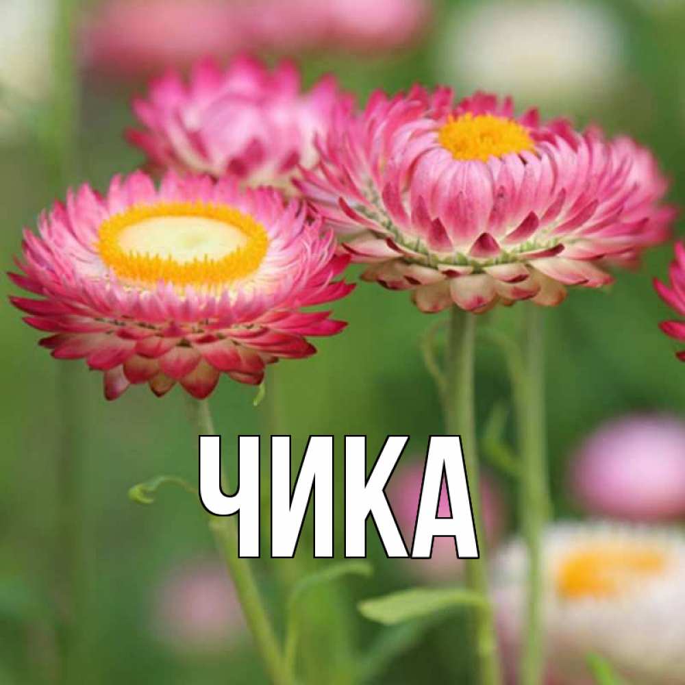 Открытка на каждый день с именем, Чика Главная подарок на международный женский день Прикольная открытка с пожеланием онлайн скачать бесплатно 