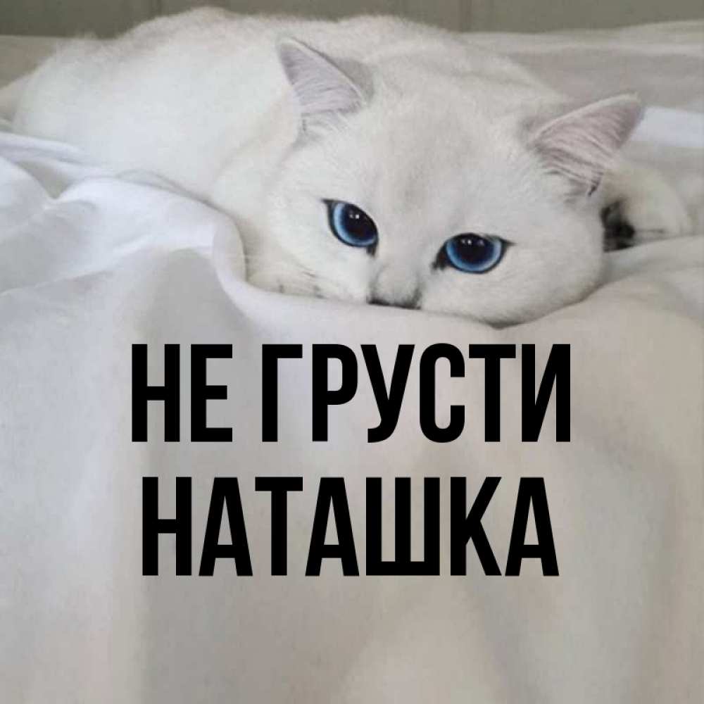 Котик не грусти картинки