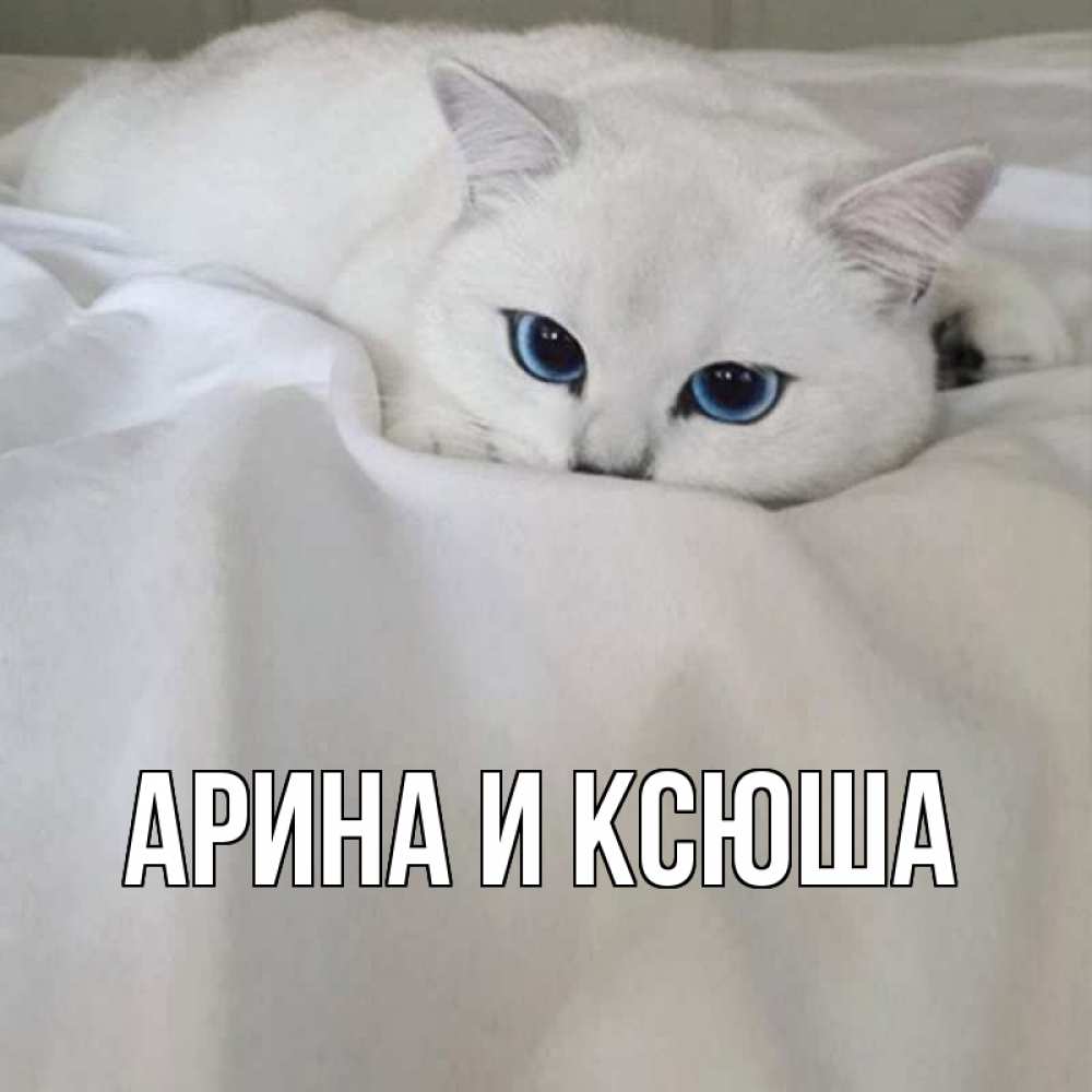 Открытка на каждый день с именем, Арина-и-Ксюша Главная белый кот с голубыми глазами на белоснежной кровати Прикольная открытка с пожеланием онлайн скачать бесплатно 