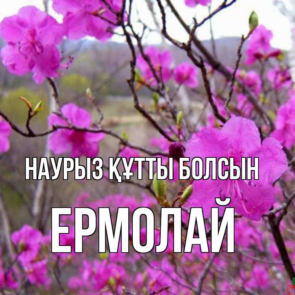 Открытка на каждый день с именем, Ермолай Наурыз құтты болсын наурыз мейрамы кутты болсын Прикольная открытка с пожеланием онлайн скачать бесплатно 