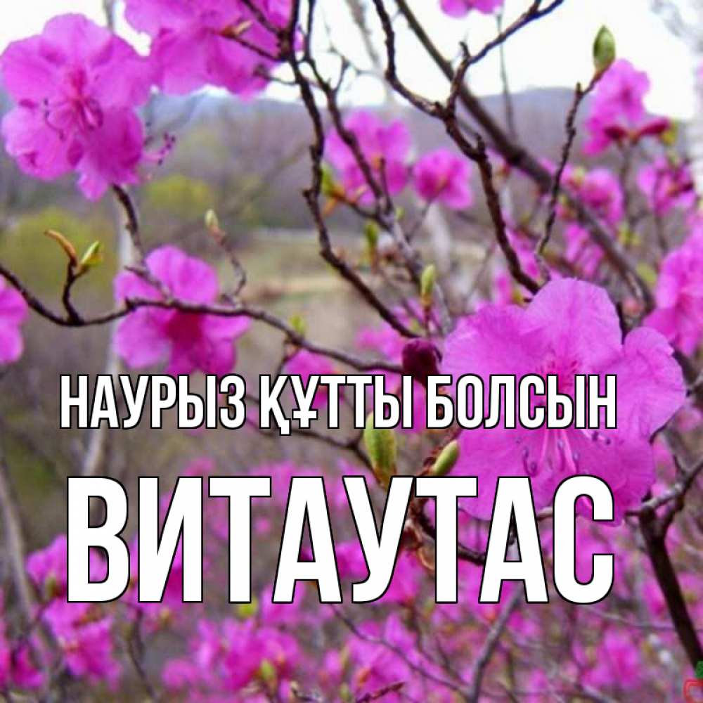 Открытка на каждый день с именем, Витаутас Наурыз құтты болсын наурыз мейрамы кутты болсын Прикольная открытка с пожеланием онлайн скачать бесплатно 
