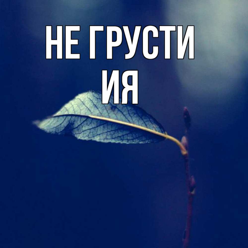Открытка на каждый день с именем, Ия Не грусти растение Прикольная открытка с пожеланием онлайн скачать бесплатно 