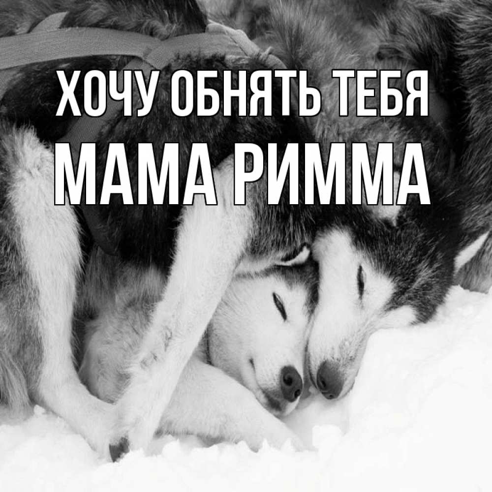 Открытка на каждый день с именем, Мама-Римма Хочу обнять тебя собачки в упряжке Прикольная открытка с пожеланием онлайн скачать бесплатно 