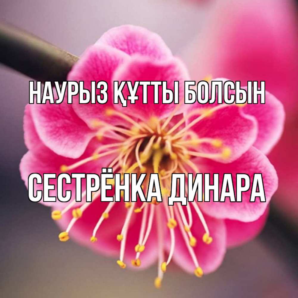 Открытка на каждый день с именем, Сестрёнка-Динара Наурыз құтты болсын цветы Прикольная открытка с пожеланием онлайн скачать бесплатно 