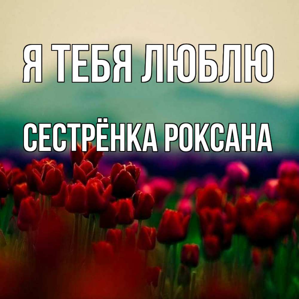 Открытка на каждый день с именем, Сестрёнка-Роксана Я тебя люблю тюльпаны 4 Прикольная открытка с пожеланием онлайн скачать бесплатно 