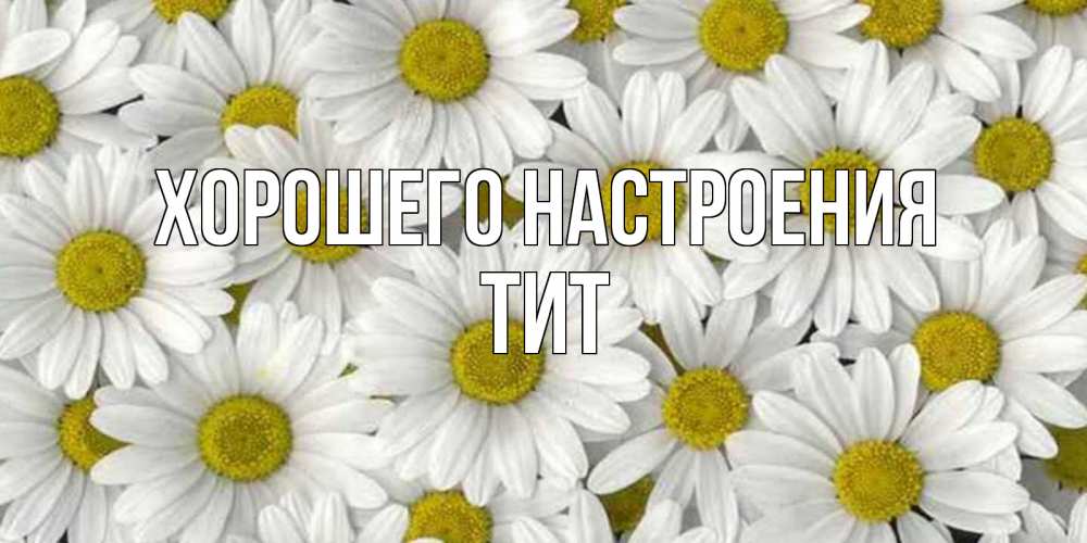 Открытка на каждый день с именем, Тит Хорошего настроения поляна ромашек Прикольная открытка с пожеланием онлайн скачать бесплатно 