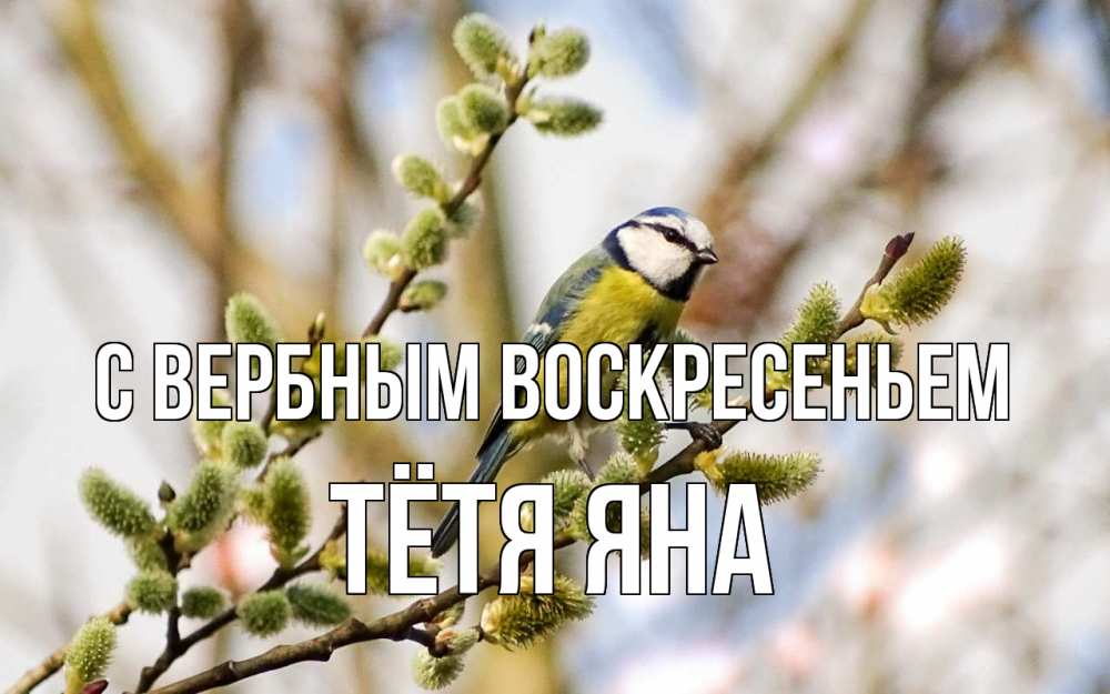 Открытка на каждый день с именем, Тётя-Яна С вербным воскресеньем верба Прикольная открытка с пожеланием онлайн скачать бесплатно 