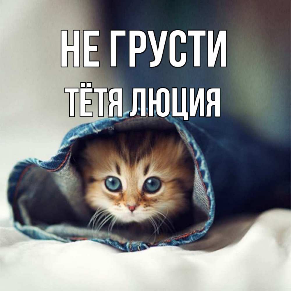 Открытка на каждый день с именем, Тётя-Люция Не грусти кот в одежде Прикольная открытка с пожеланием онлайн скачать бесплатно 