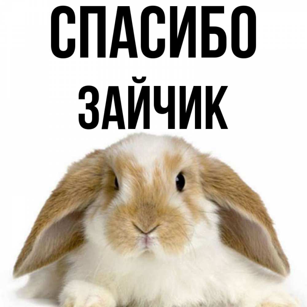 Как назвать зайку девочку. Как назвать зайку девочку