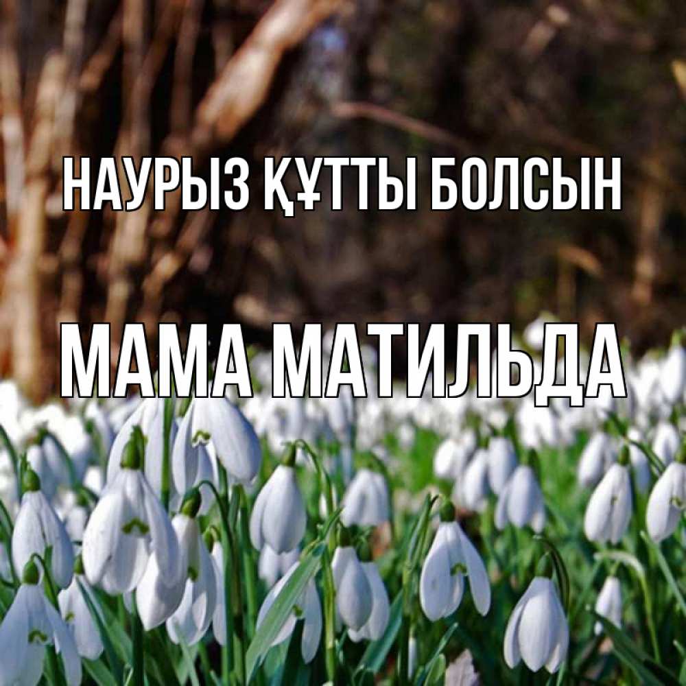 Открытка на каждый день с именем, Мама-Матильда Наурыз құтты болсын с подснежниками 1 Прикольная открытка с пожеланием онлайн скачать бесплатно 