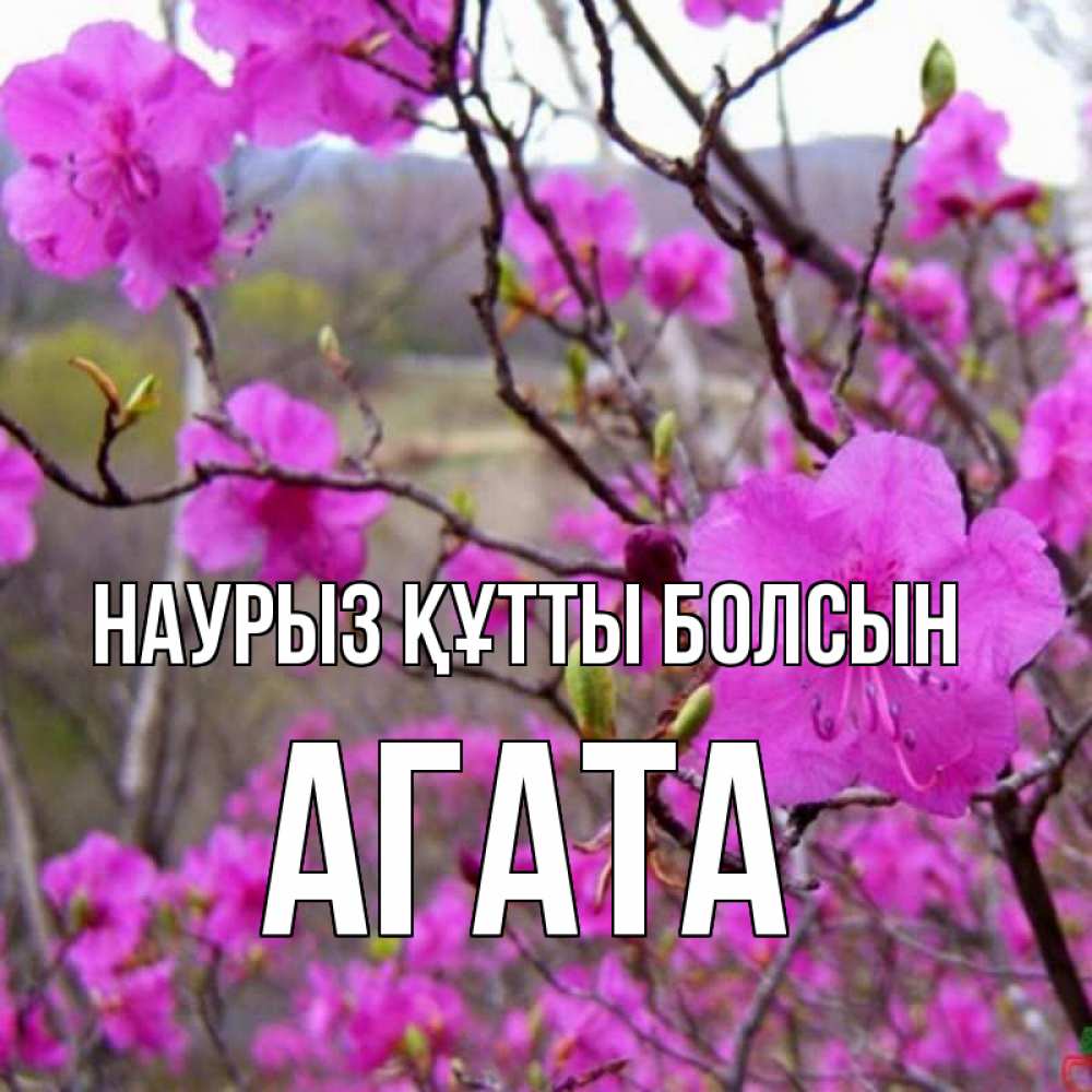 Открытка на каждый день с именем, Агата Наурыз құтты болсын наурыз мейрамы кутты болсын Прикольная открытка с пожеланием онлайн скачать бесплатно 
