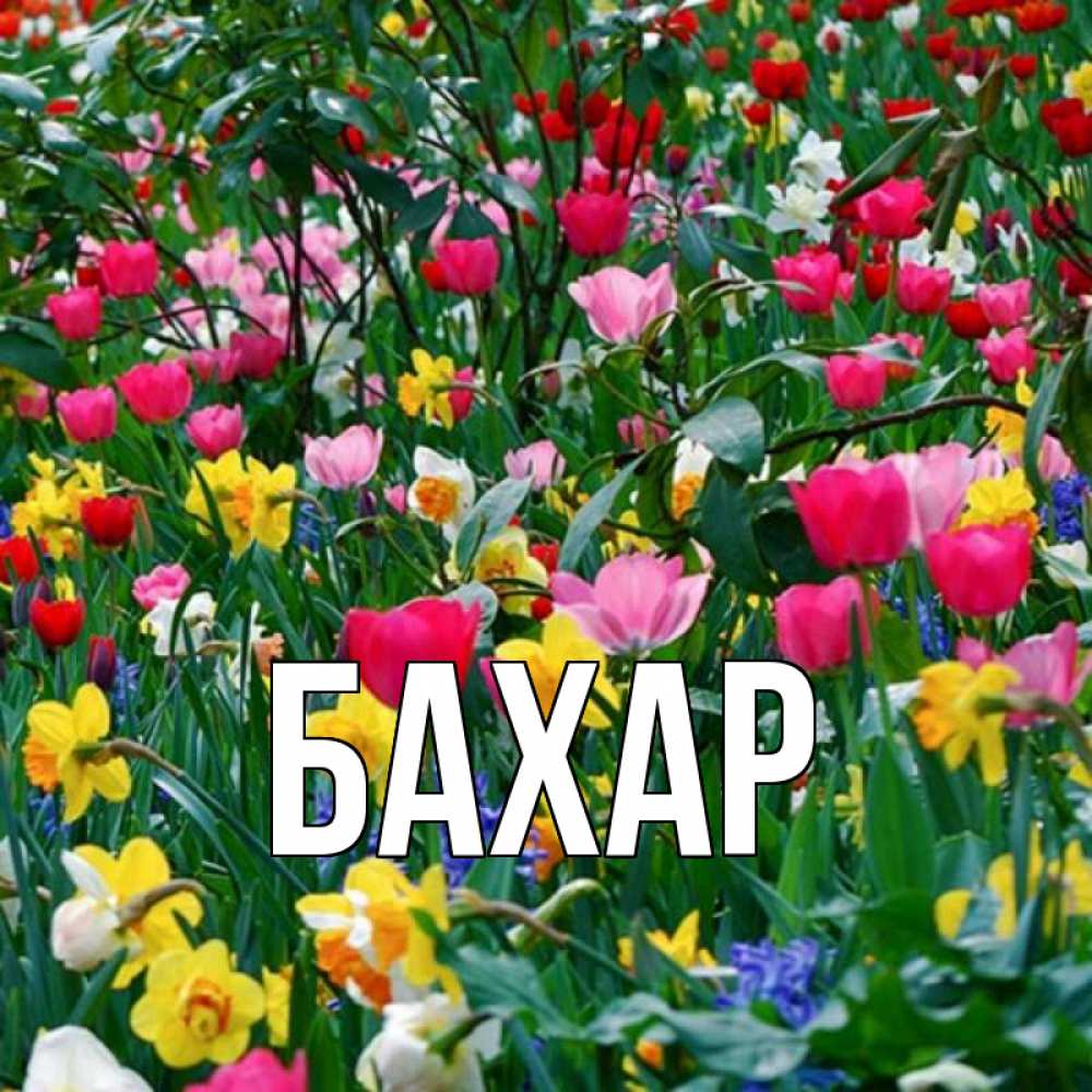 Картинка  с именем , Бахар