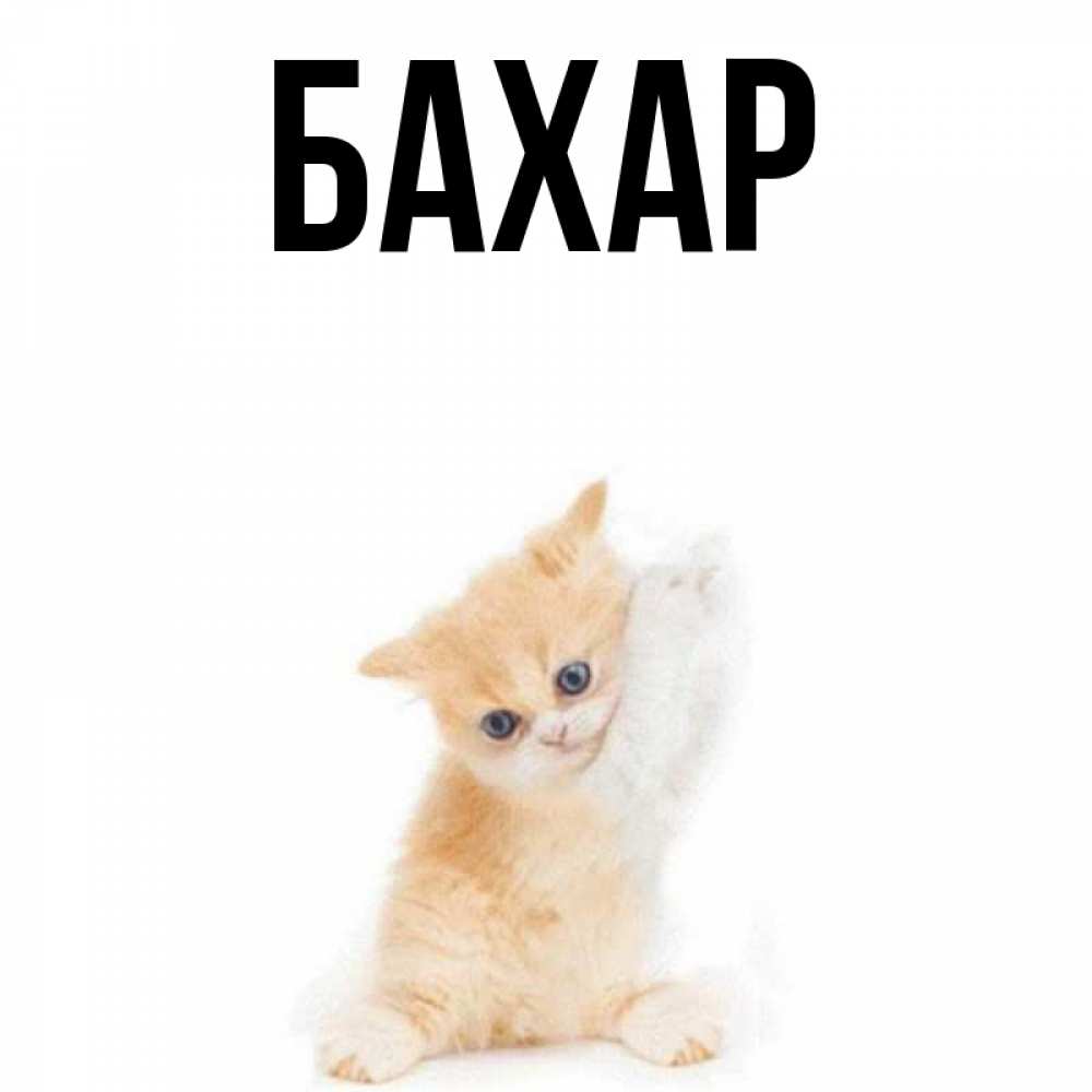 Открытка на каждый день с именем, Бахар Главная зверушки и милота Прикольная открытка с пожеланием онлайн скачать бесплатно 