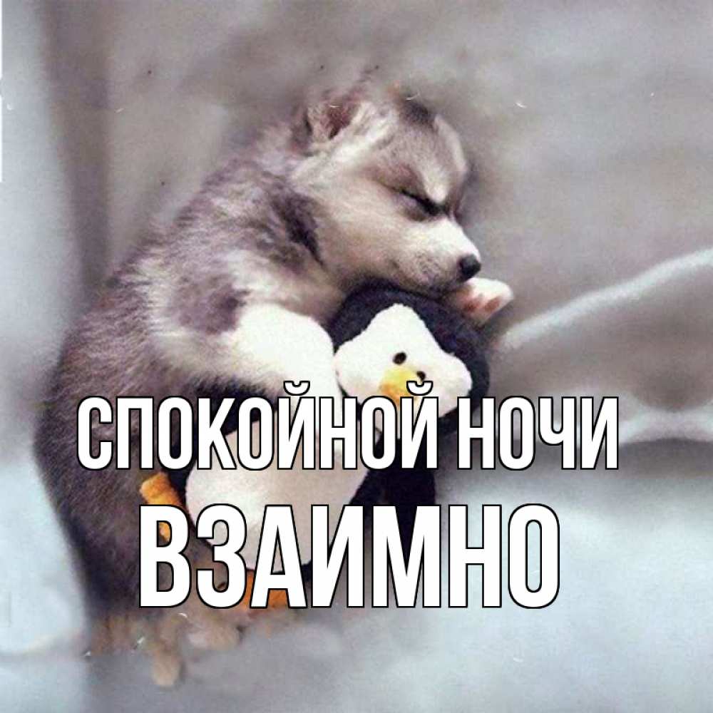 Открытка на каждый день с именем, Взаимно Спокойной ночи обнимашки щенка и пингвина Прикольная открытка с пожеланием онлайн скачать бесплатно 