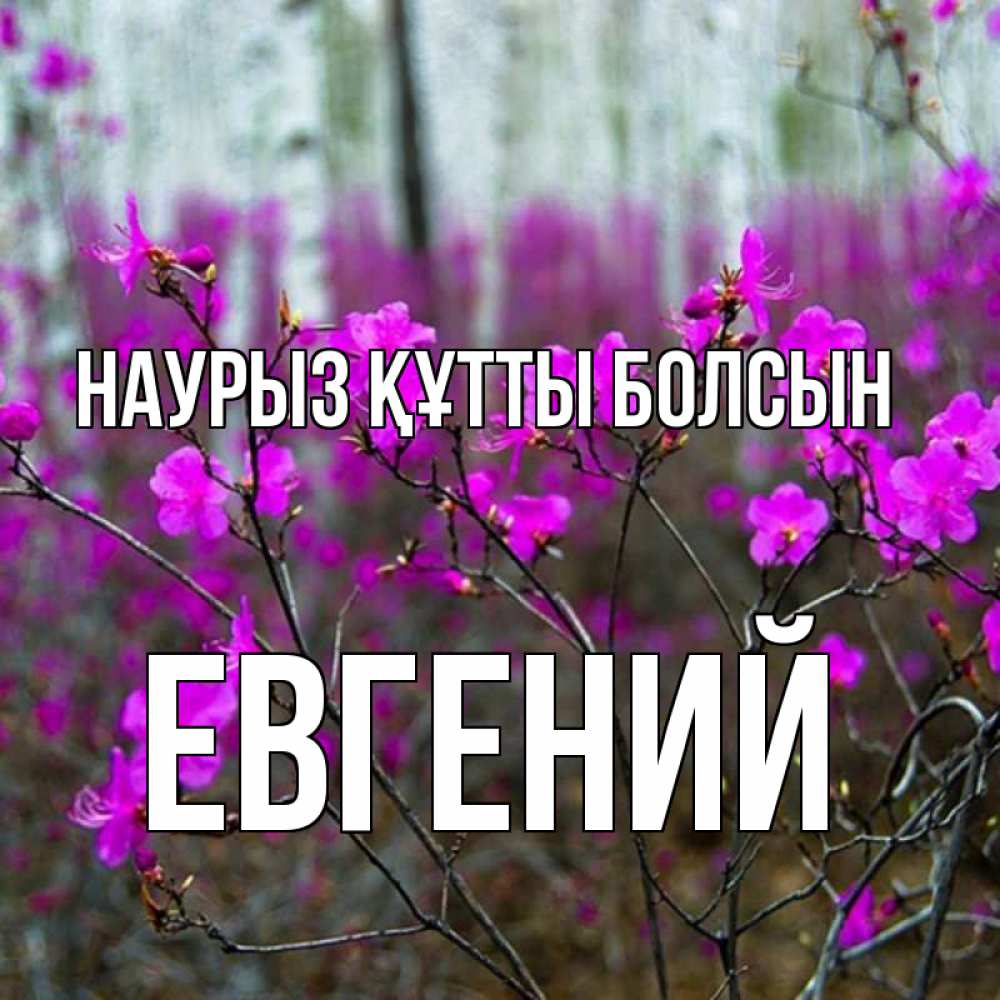 Открытка на каждый день с именем, Евгений Наурыз құтты болсын дикие цветы Прикольная открытка с пожеланием онлайн скачать бесплатно 