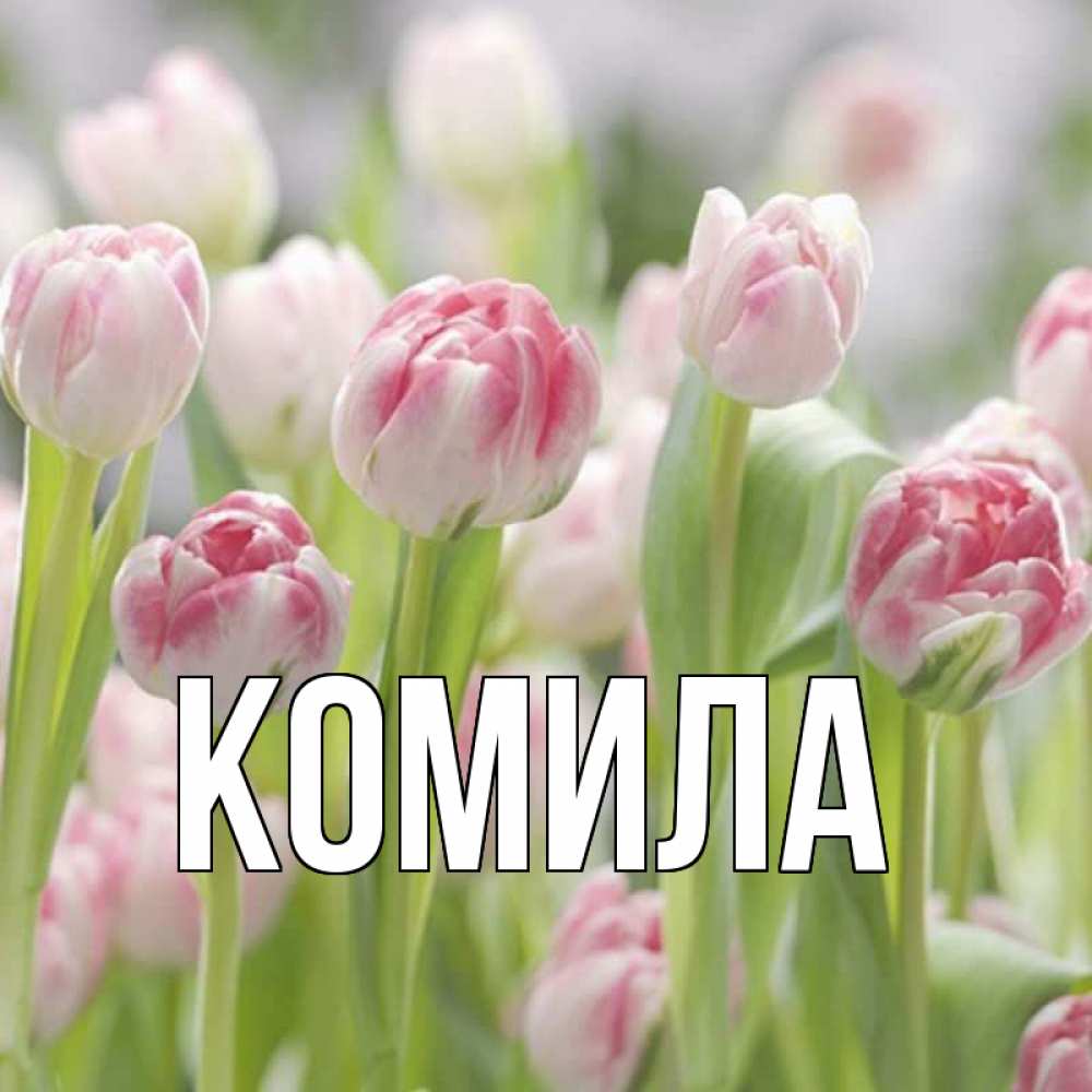 Открытка на каждый день с именем, Комила Главная цветы Прикольная открытка с пожеланием онлайн скачать бесплатно 