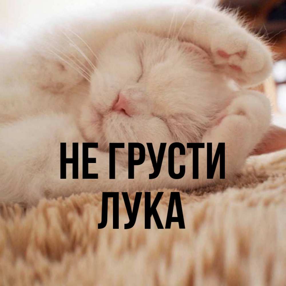 Открытка на каждый день с именем, Лука Не грусти Котенок спит Прикольная открытка с пожеланием онлайн скачать бесплатно 