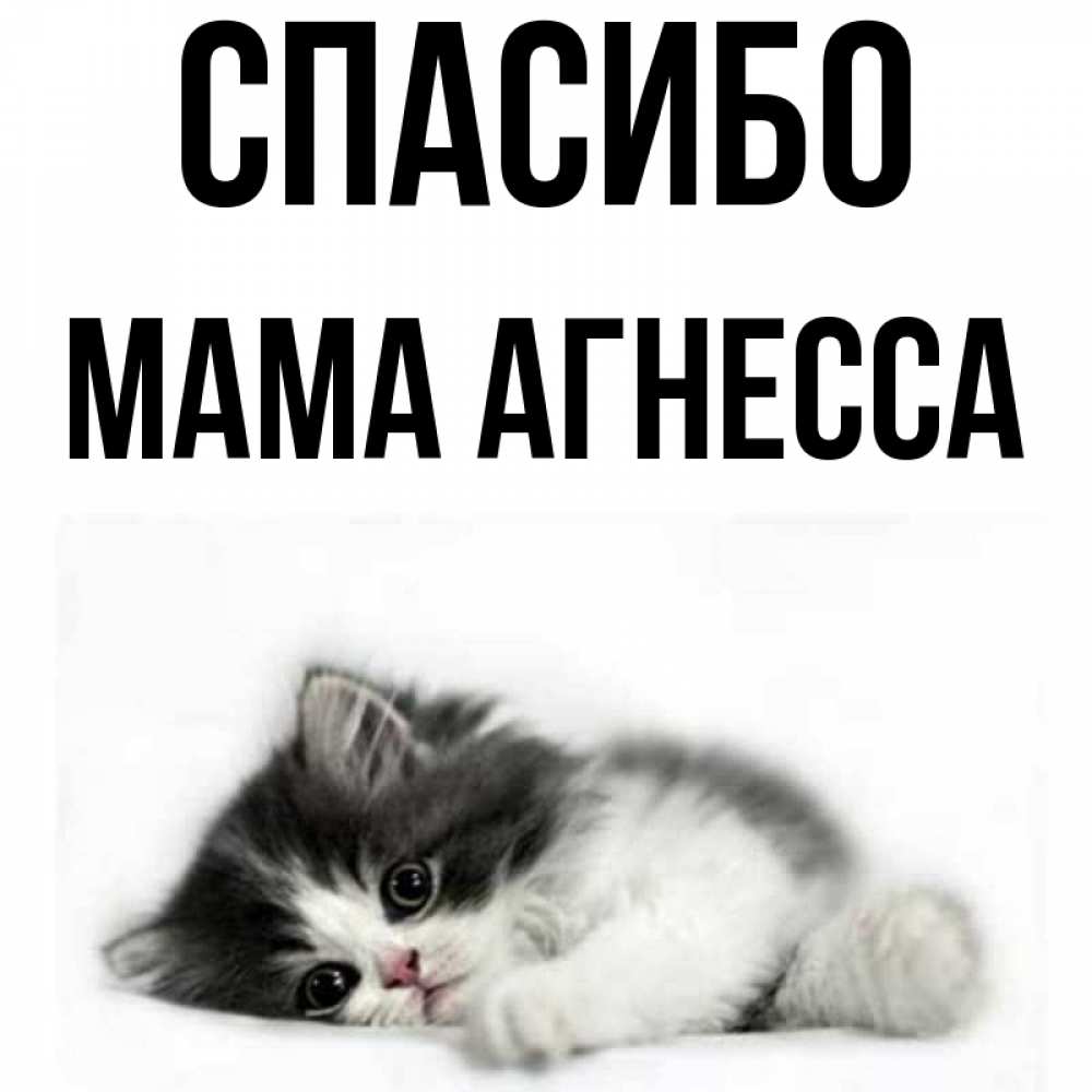 Открытка на каждый день с именем, Мама-Агнесса Спасибо черный и белый кот Прикольная открытка с пожеланием онлайн скачать бесплатно 