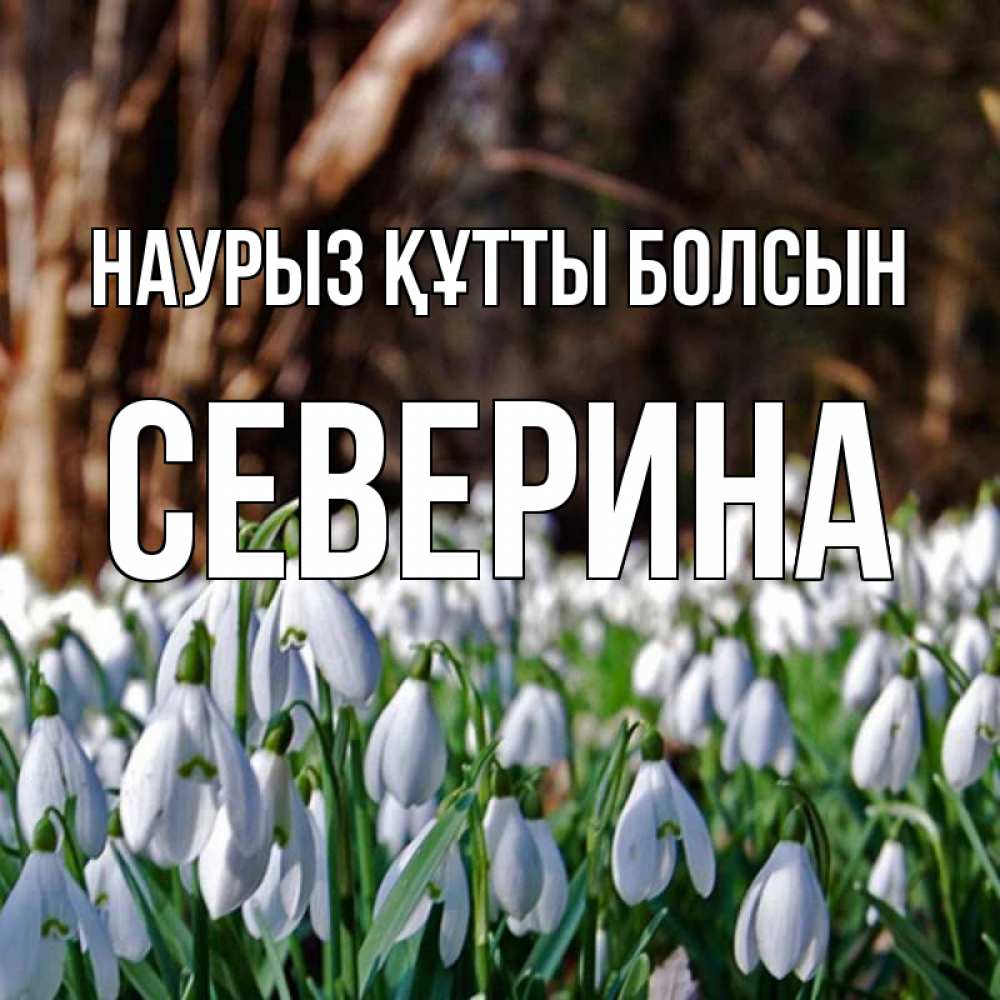 Открытка на каждый день с именем, Северина Наурыз құтты болсын с подснежниками 1 Прикольная открытка с пожеланием онлайн скачать бесплатно 