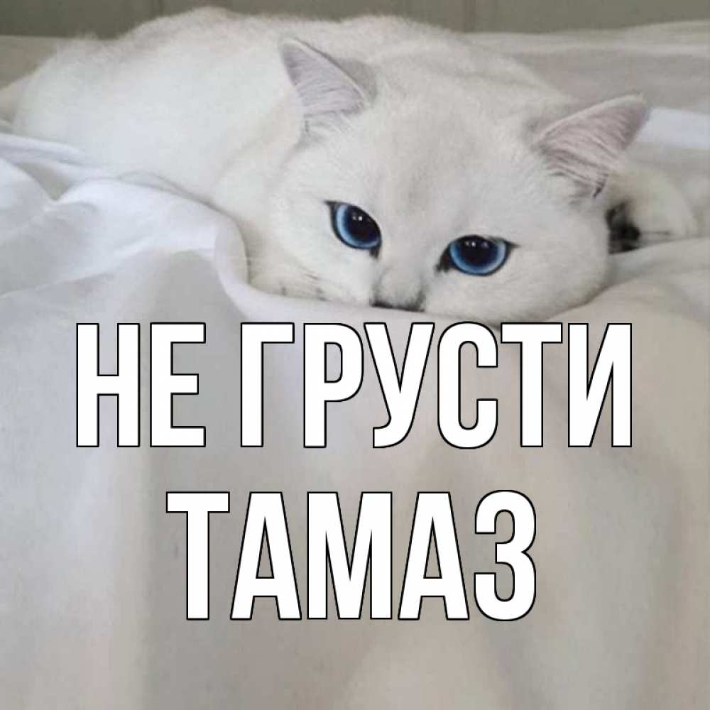 Открытка на каждый день с именем, Тамаз Не грусти белый кот с голубыми глазами на белоснежной кровати Прикольная открытка с пожеланием онлайн скачать бесплатно 