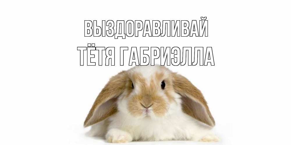 Открытка на каждый день с именем, Тётя-Габриэлла Выздоравливай вислоухий кролик белого и коричневого цвета Прикольная открытка с пожеланием онлайн скачать бесплатно 