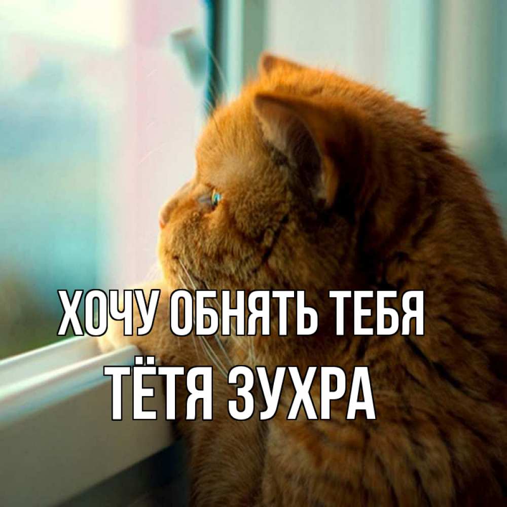Открытка на каждый день с именем, Тётя-Зухра Хочу обнять тебя большой огромный рыжий котяра Прикольная открытка с пожеланием онлайн скачать бесплатно 