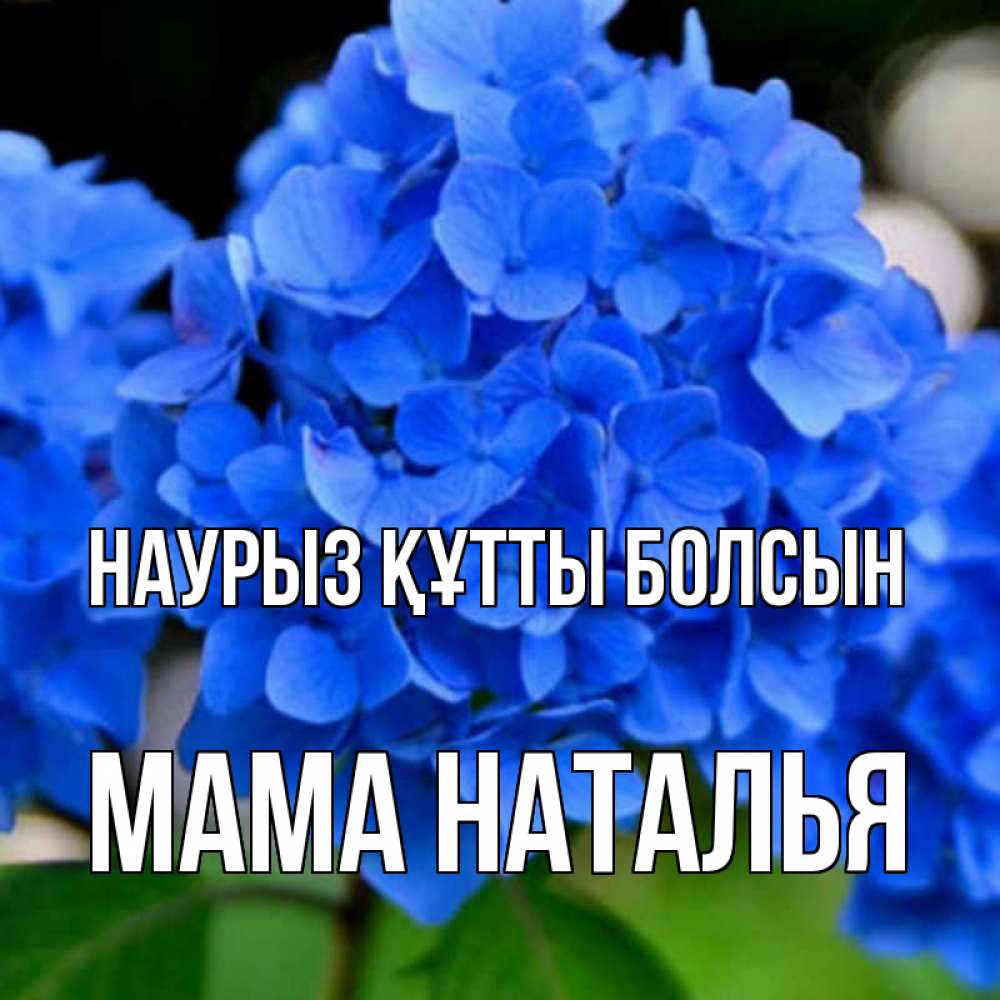 Открытка на каждый день с именем, Мама-Наталья Наурыз құтты болсын синие цветы Прикольная открытка с пожеланием онлайн скачать бесплатно 