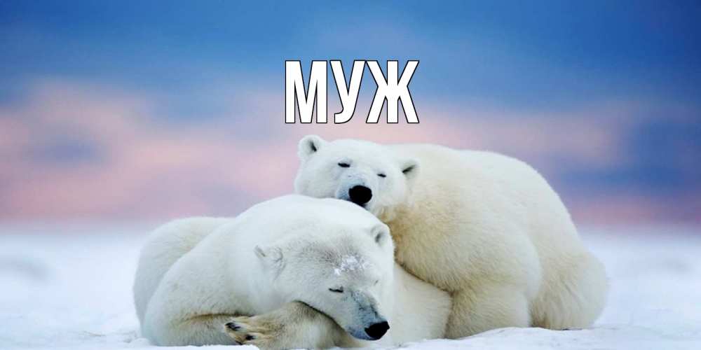 Открытка на каждый день с именем, муж Главная белые медведи спят в обнимку Прикольная открытка с пожеланием онлайн скачать бесплатно 