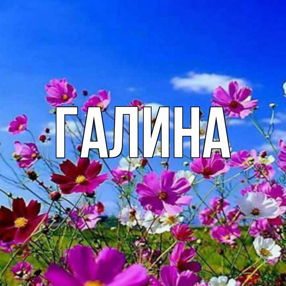 Открытка на каждый день с именем, Галина Главная цветы Прикольная открытка с пожеланием онлайн скачать бесплатно 