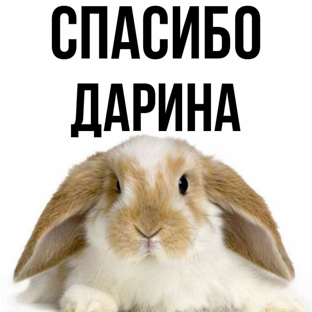 Открытка на каждый день с именем, Дарина Спасибо коричнево белый заяц Прикольная открытка с пожеланием онлайн скачать бесплатно 