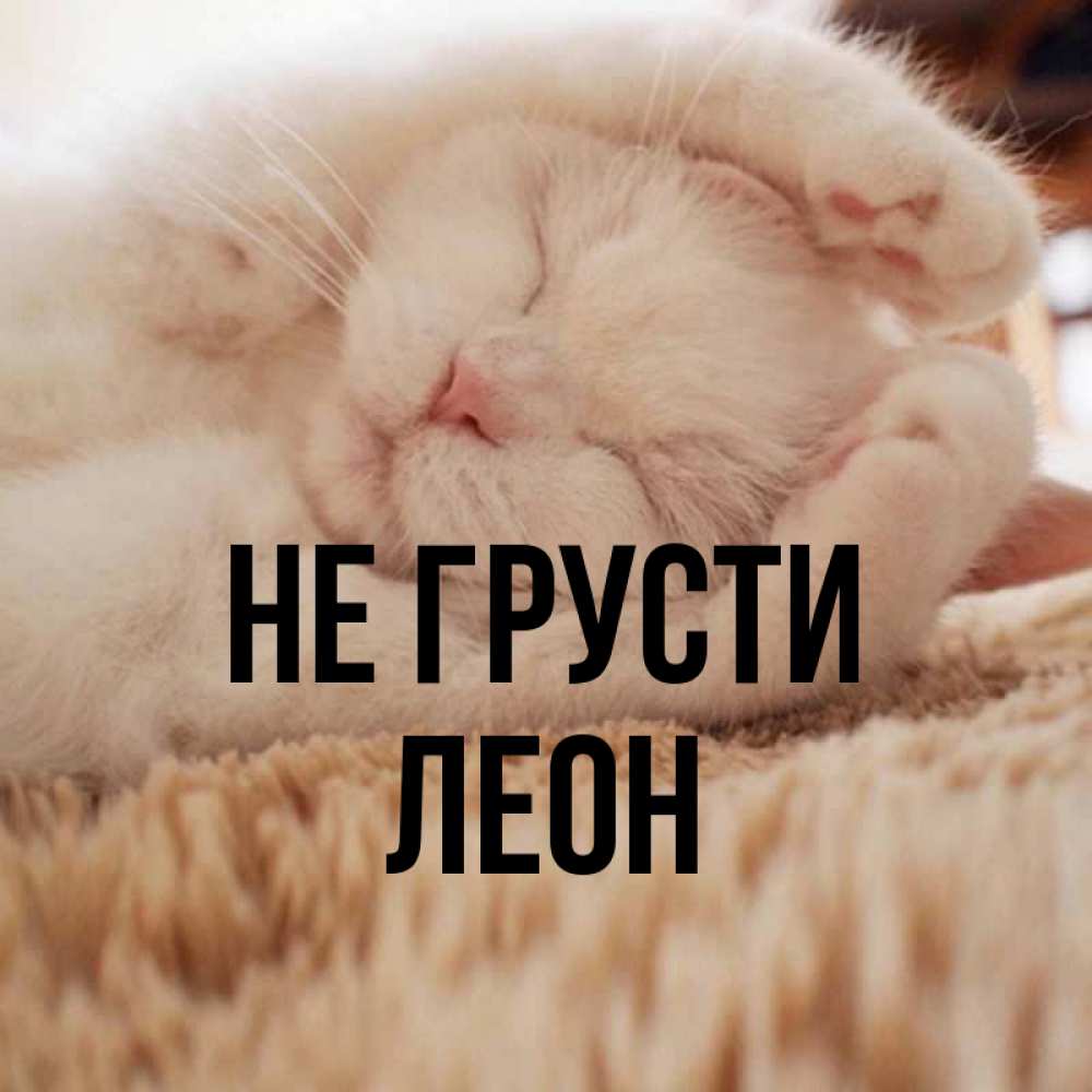 Открытка на каждый день с именем, Леон Не грусти Котенок спит Прикольная открытка с пожеланием онлайн скачать бесплатно 