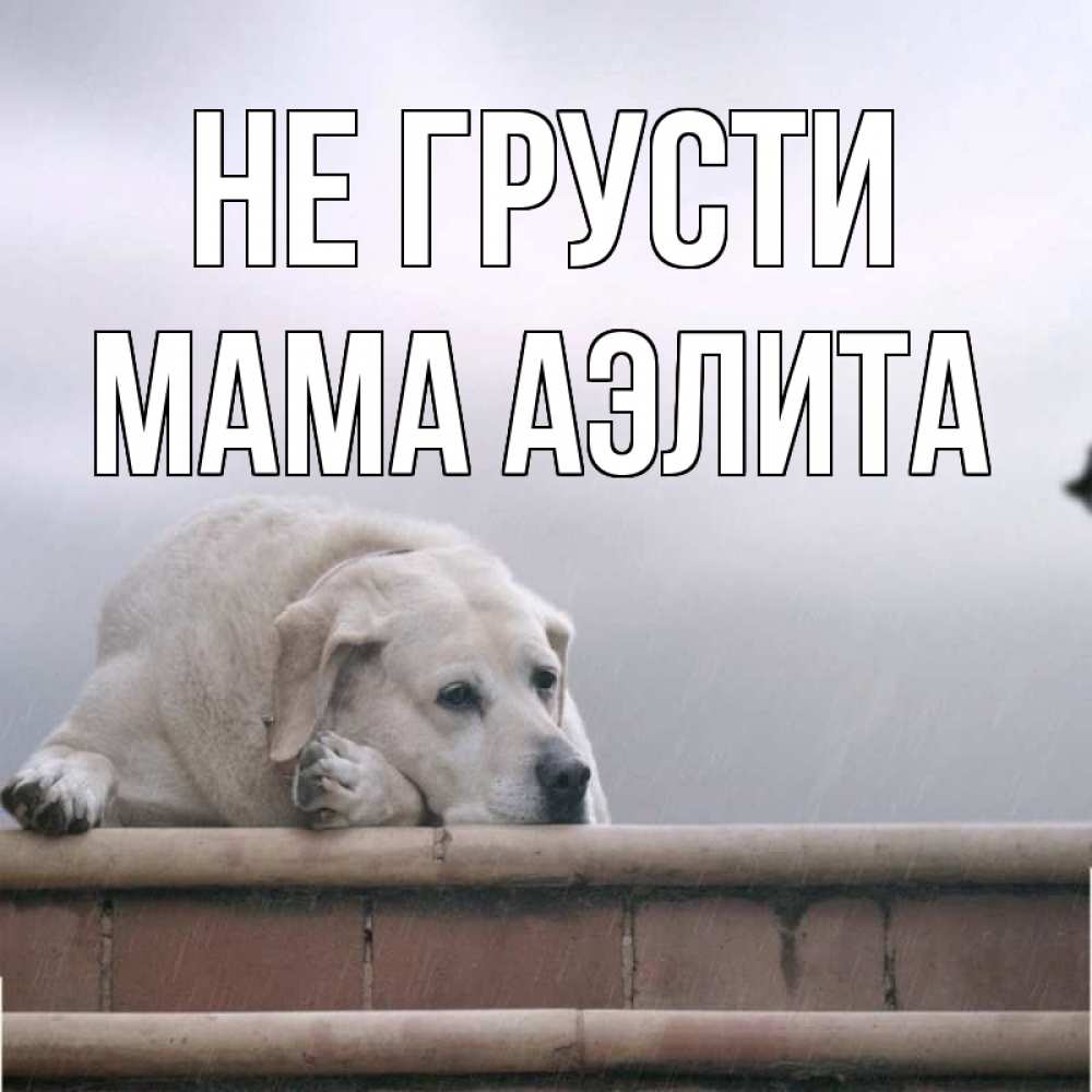 Открытка на каждый день с именем, Мама-Аэлита Не грусти белый пес 1 Прикольная открытка с пожеланием онлайн скачать бесплатно 