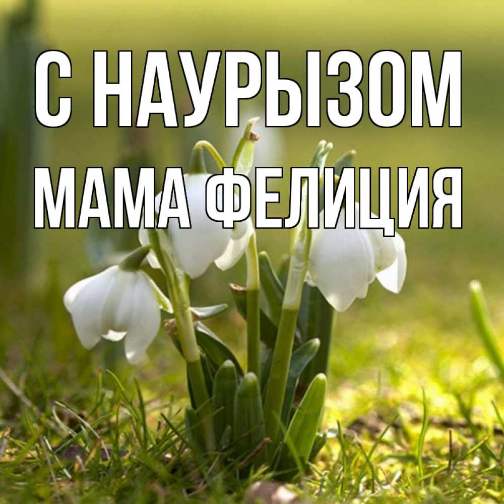 Открытка на каждый день с именем, Мама-Фелиция С наурызом ранние цветы 2 Прикольная открытка с пожеланием онлайн скачать бесплатно 