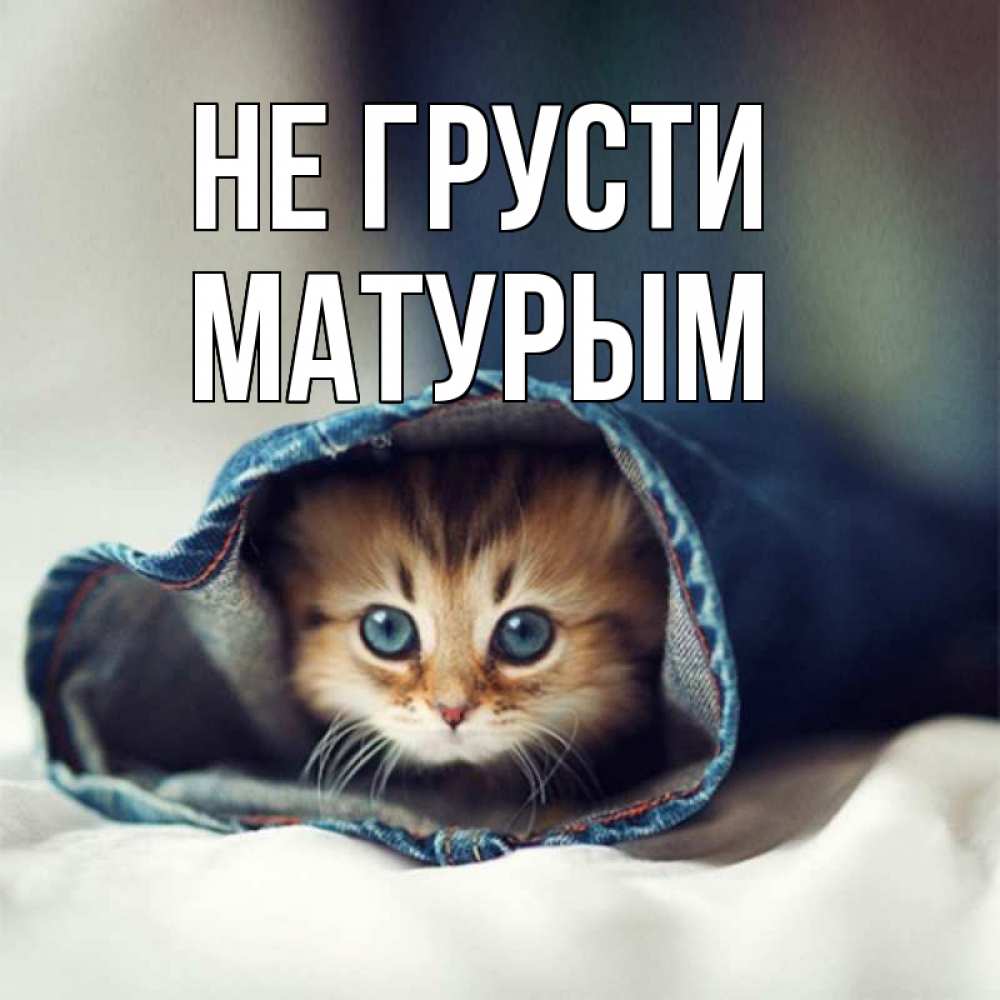 Открытка на каждый день с именем, Матурым Не грусти рыжик котик Прикольная открытка с пожеланием онлайн скачать бесплатно 