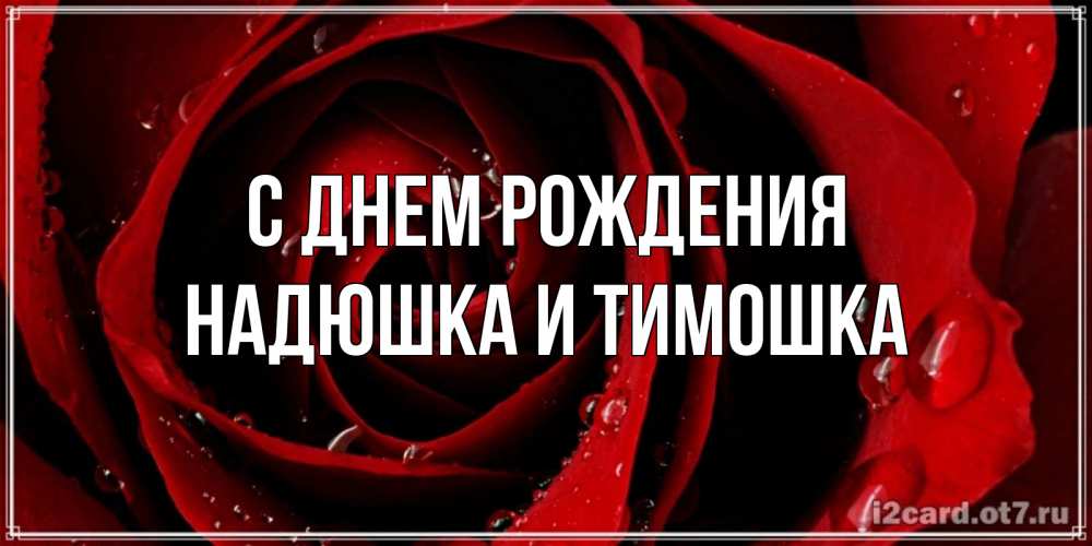 Открытка на каждый день с именем, Надюшка-и-Тимошка С днем рождения крупная бордовая роза Прикольная открытка с пожеланием онлайн скачать бесплатно 