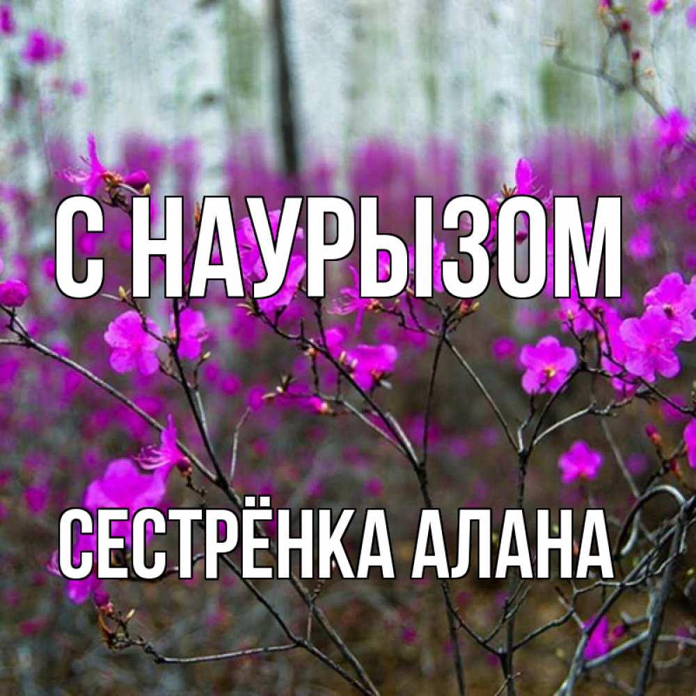 Открытка на каждый день с именем, Сестрёнка-Алана С наурызом дикие цветы Прикольная открытка с пожеланием онлайн скачать бесплатно 